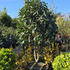 Camellia Dr. Clifford Parks 0007 - £1500