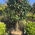 Camellia Dr. Clifford Parks 0001 - £1500