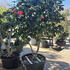 Camellia Dr. Clifford Parks 0005- £1500