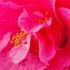 Camellia Williamsii Dr Ralph Watkins, an early pink flowering camellia 