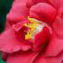 Camellia Japonica Adolphe Audusson, bright red flowering Camellia for sale online UK