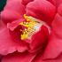 Camellia Japonica Adolphe Audusson, bright red flowering Camellia for sale online UK