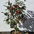 cjbh 60-80 cm buy online UK.