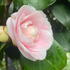 Close-up of Camellia Bonomiana flower with soft pink and white petals