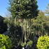 Camellia Japonica Bonomiana 0009 - £2000