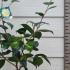 Camellia Japonica Brushfields Yellow 60-70 cm buy online UK.
