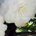 Camellia Japonica Compacta Alba