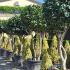 Camellia Japonica Comte De Gomer 1.75-2 m buy online UK.