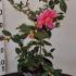 Camellia Japonica Debbie 40-60 cm buy online UK.