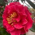 Close-up of Camellia Japonica Dr. Clifford Parks flower with deep red petals