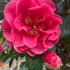 Close-up of Camellia Japonica Dr. Clifford Parks flower with deep red petals