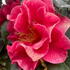 Close-up of Camellia Japonica Dr. Clifford Parks flower with deep red petals