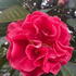 Close-up of Camellia Japonica Dr. Clifford Parks flower with deep red petals