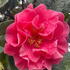 Close-up of Camellia Japonica Dr. Clifford Parks flower with deep red petals