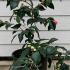 Camellia Japonica Elegans 40-50 cm buy online UK.
