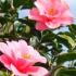Camellia Japonica Elegans for sale online with UK delivery