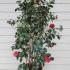 Camellia Japonica Erebo, Flowering evergreen shrubs to buy online UK