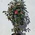 cjedm 1.25-1.5 m buy online UK.