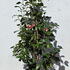 camelliajaponicagiuseppetra 1-1.25 m buy online UK.