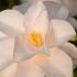 Camellia Japonica Hagoromo, beautiful white flowering Camellia with profuse flowering buy online UK