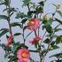 Camellia Japonica Kingyo Tsubaki is an elegant evergreen shrub with striking red and white variegated blooms, creating a vibrant and eye-catching contrast in gardens.