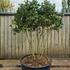 Camellia Japonica Kirin 0014 - £1750