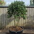 Camellia Japonica Kirin 0013 - £1750
