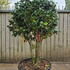 Camellia Japonica Kirin 0015 - £1750