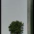 Camellia Japonica Kirin No Homare 1.2-1.3 m buy online UK.