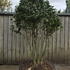 Camellia Japonica Kirin 0012 - £1750