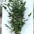 Camellia Japonica Kramers Supreme 1-1.25 m buy online UK.