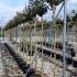 Camellia Japonica Kramers Supreme 2-2.5 m buy online UK.