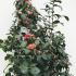 Camellia Japonica Lady Campbell 80-100 cm buy online UK.