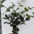 Camellia Japonica Lady Campbell 40-60 cm buy online UK.