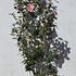 camjapnuccpearl 1.2-1.4 m buy online UK.