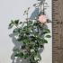Camellia Japonica Nuccios Pearl 60-70 cm buy online UK.