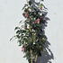 camelliajaponicaokinonami 1.2-1.5 m buy online UK.