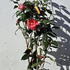 camelliajaponicaokinonami 60-80 cm buy online UK.