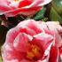 Camellia Japonica Oki No Nami, Flowering Shrubs, UK
