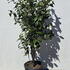 cjpm 1.25-1.5 m buy online UK.