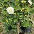 Camellia Japonica Paolina Maggi 40-60 cm buy online UK.