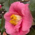 Close-up of Camellia japonica R.L. Wheeler pink bloom