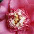 Camellia Japonica RL Wheeler variety, available to buy online from London garden centre, UK nationwide delivery
