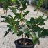 Camellia Japonica Roma Risorta 40-60 cm buy online UK.