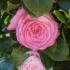camellia japonica sacco nova