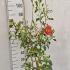 Camellia Japonica Sarah Frost 1-1.2 m buy online UK.