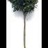 Camellia Japonica Snow Ball 1.4-1.5 m buy online UK.