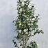 camjapsnowball 1.5-1.75 m buy online UK.