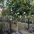 camjapsnowball 2-2.25 m buy online UK.