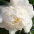 Camellia Japonica Snow Ball - White double Camellia flowers, evergreen and for sale online UK